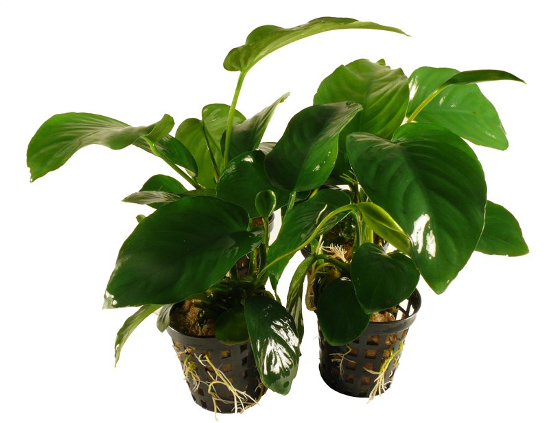 Anubias barteri in pot